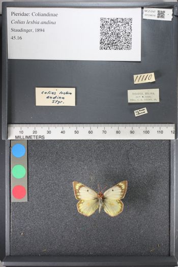 Media type: image;   Entomology 124619